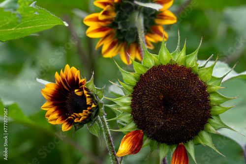 Seed heads of common sunflowers (helianthus annuus) in field
