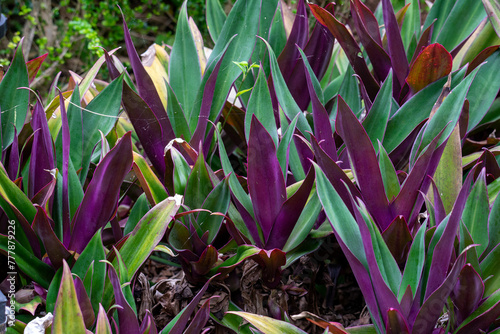 Multi-coloured leaves of a boat lily plant (tradescantia spathacea)