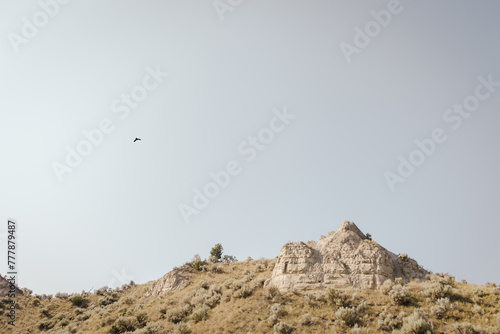 Ravens flying over dry desert landscape.