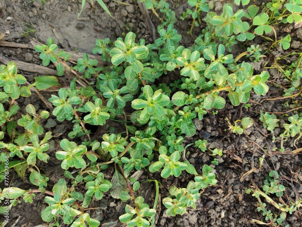 Ludwigia adscendends grows abundantly in the morning its green leaves Ludwigia adscendends grows abundantly in the morning its green leaves