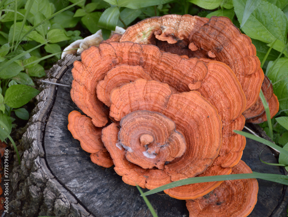 Fototapeta premium mushrooms in the forest