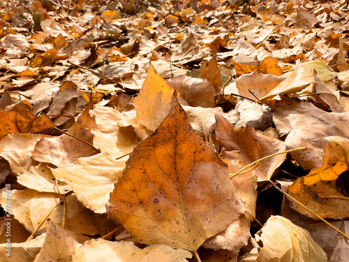 Fallen leaves on the ground during autumn photo