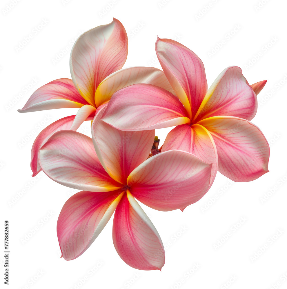 Three pink and yellow flowers, cut out - stock png. Three pink and yellow flowers, cut out - stock png.