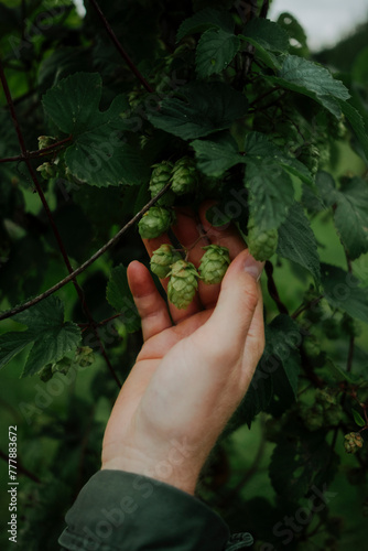 Hand with hops flower
