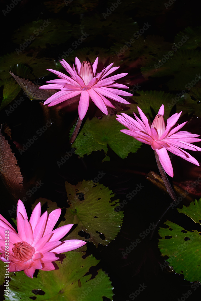 Beautiful Water Lily Flower Blooming in Night Pond Beautiful Water Lily Flower Blooming in Night Pond
