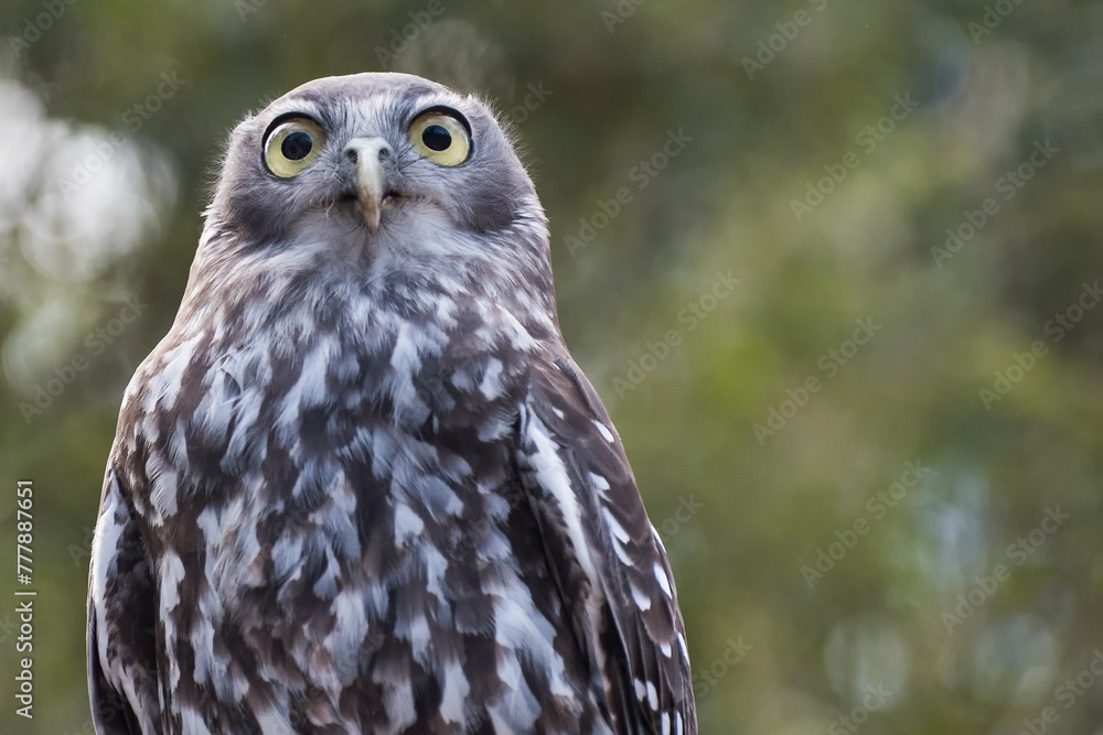 Obraz premium Barking owl closeup portrait healesville victoria australia