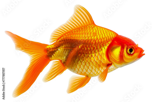 A gold and orange fish swimming in a tank, cut out - stock png.