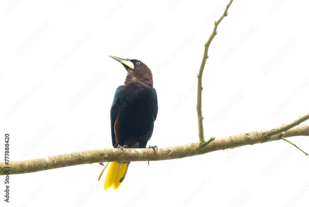 Chestnut-headed Oropendola (Psarocolius wagleri) Chestnut-headed Oropendola (Psarocolius wagleri)
