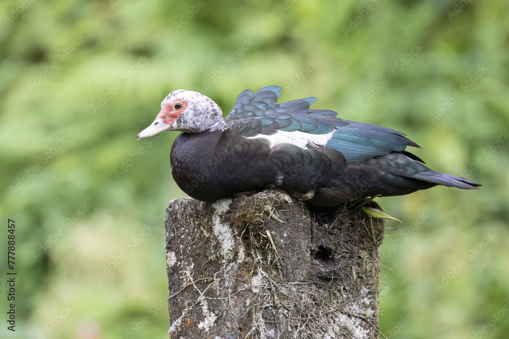 Naklejka premium Muscovy Duck (Cairina moschata)