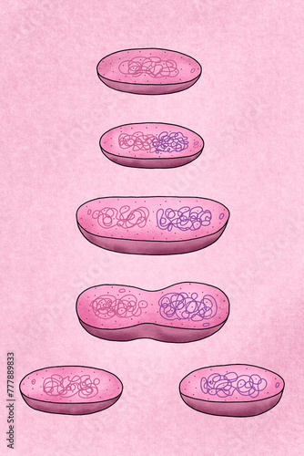 Binary fission of bacteria photo