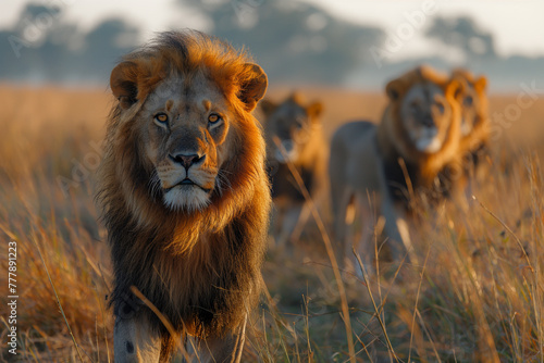 lion in the grass