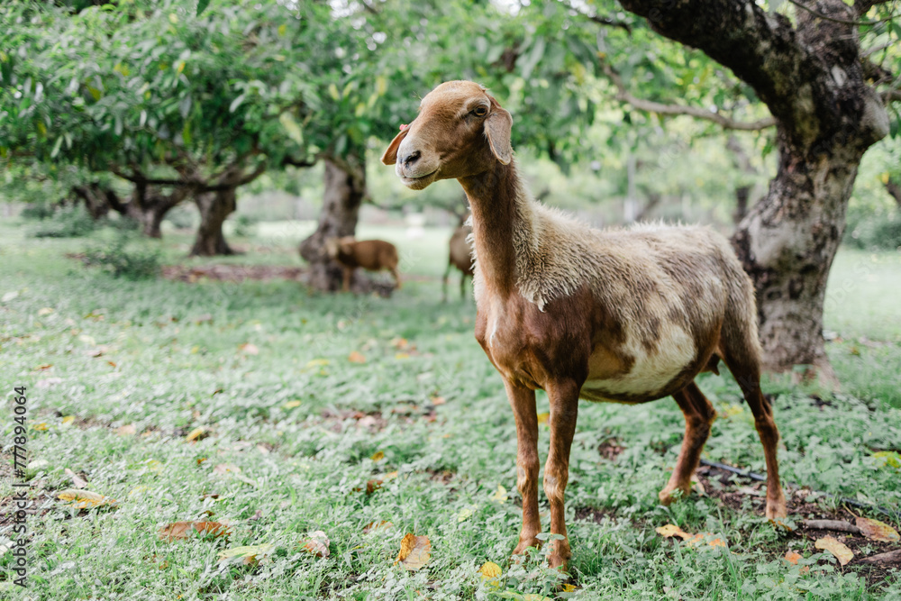 An Awassi sheep in front of avocado trees An Awassi sheep in front of avocado trees