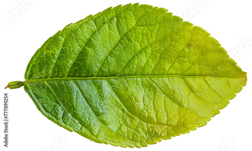 A leaf is shown in its natural state, with a green color, cut out - stock png.