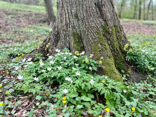 Old tree trunk covered with green moss and blooming flowers in spring park in the city