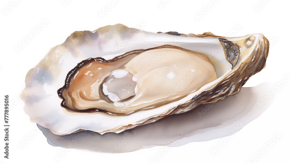 Illustration of a hand drawn watercolor oyster on a white background