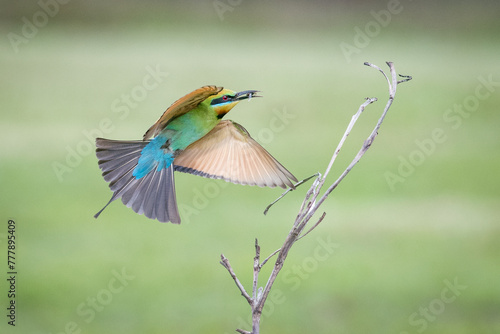 Rainbow bee eater bird, merops ornatus, flying with insect in beak in-flight returning to branch photo