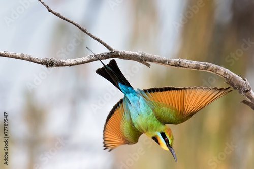 Rainbow bee eater bird, merops ornatus, flying in flight from branch hunting insects photo