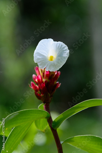 Close-up shot of tropical wild flower that only blooms during hot season photo