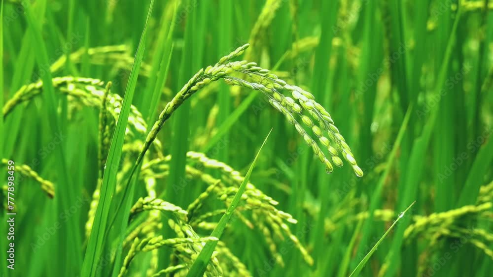 稲穂垂れる米 稲穂垂れる米