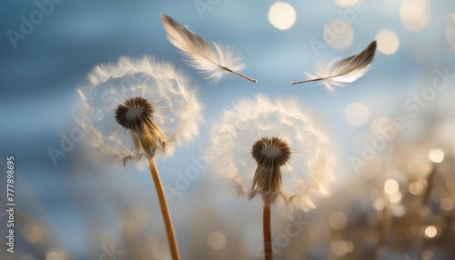 two dandelion flowers with flying feathers on blue bokeh background beautiful dreamy nature card