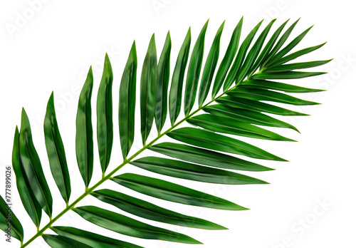 A leafy green leaf  cut out - stock png.