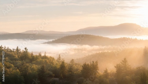 panoramic view of forest with morning fog