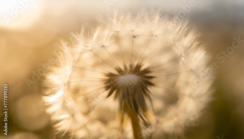 abstract dandelion flower background seed macro closeup soft focus spring nature