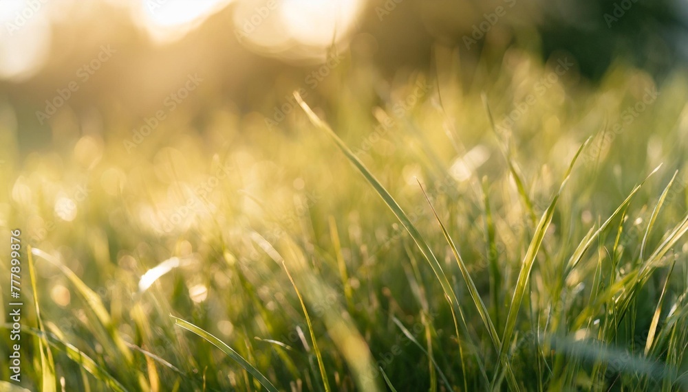 natural green background of young juicy grass in sunlight with beautiful bokeh lush grass close up in nature outdoors wide format with copy space