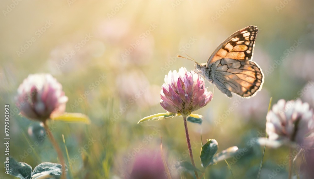 wild flowers of clover and butterfly in a meadow in nature in the rays of sunlight in summer in the spring close up of a macro a picturesque colorful artistic image with a soft focus