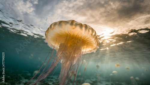 glowing jellyfish chrysaora pacifica underwater