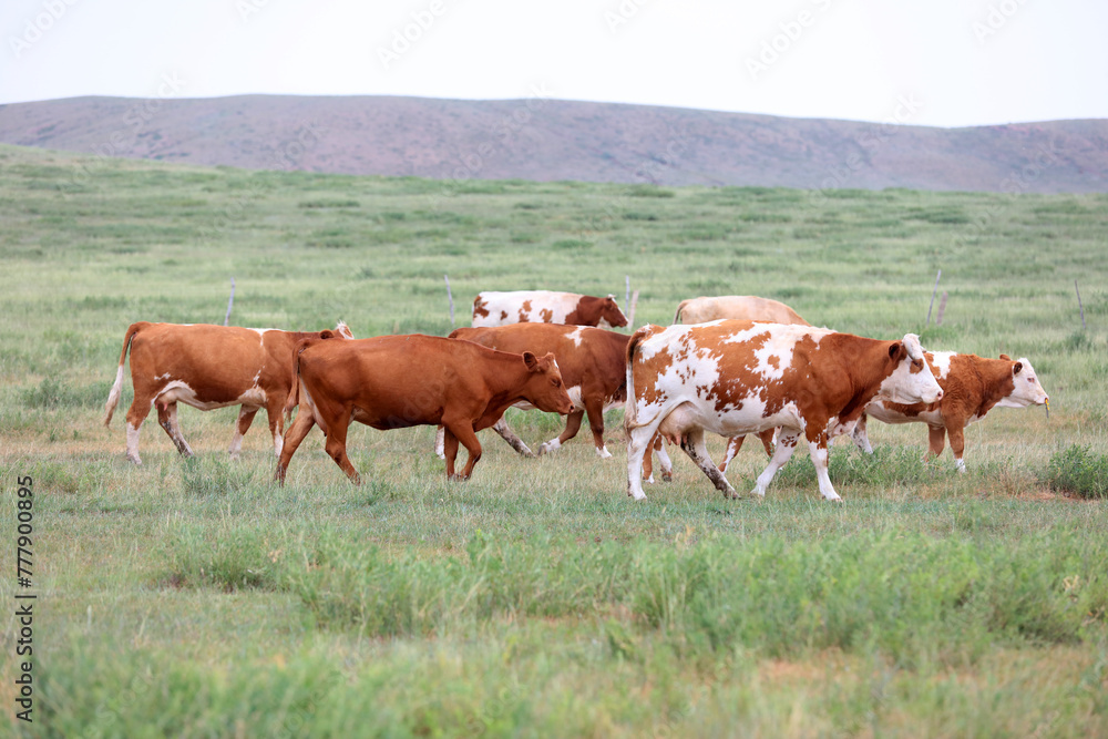 A herd of cattle on the prairie A herd of cattle on the prairie