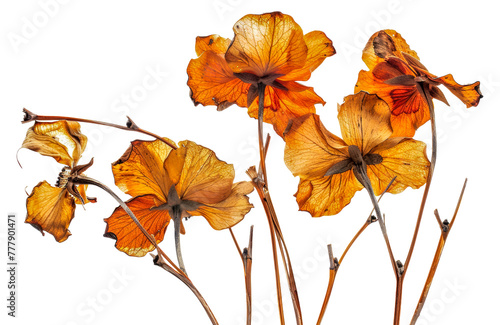 A close up of a bunch of dried up flowers - stock png.