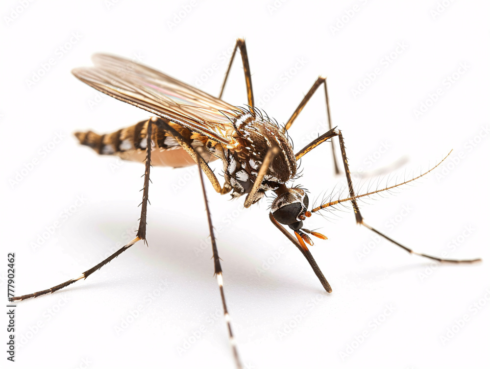Mosquito isolated on white background with close-up detail Mosquito isolated on white background with close-up detail