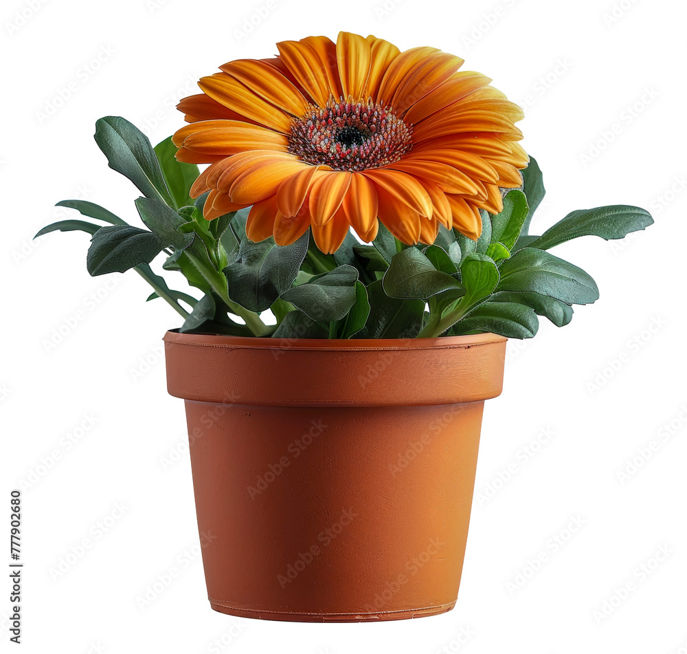 A small orange flower in a brown pot, cut out - stock png.