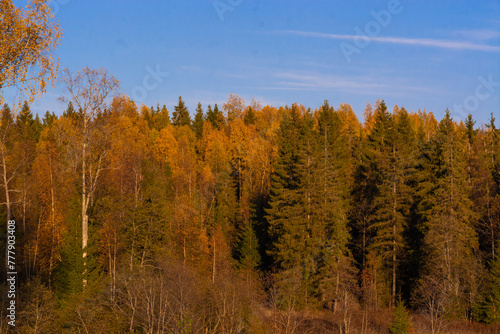 Autumn. Autumn forest. Autumn Park. Beautiful autumn trees with yellow leaves illuminated by the sun.
