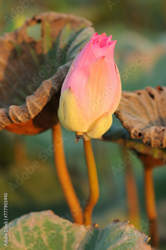 A Lotus Bud and Withering Lotus Leaves
