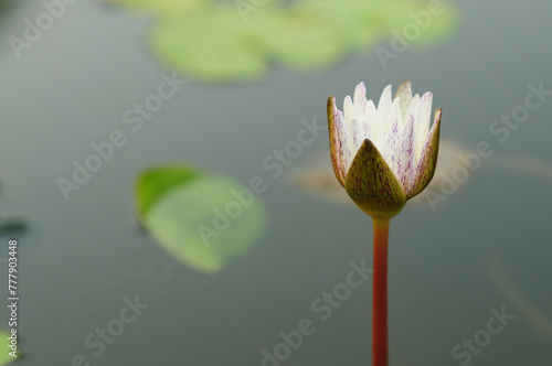 A White Lily Bud in a Pond