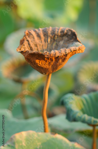 A Withering Lotus Leaf