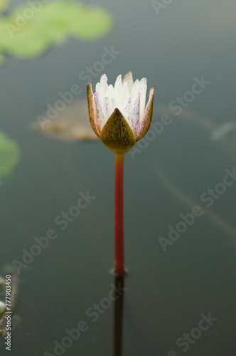 A White Lily Bud in a Pond