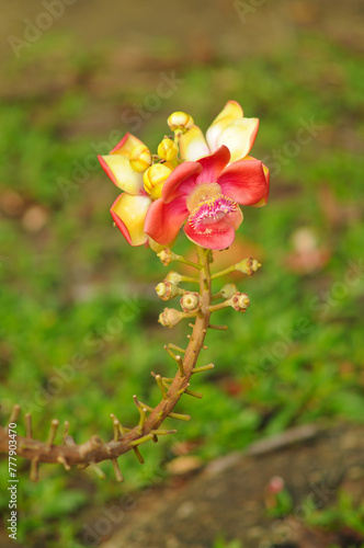 A Flower of a Cannonball Tree