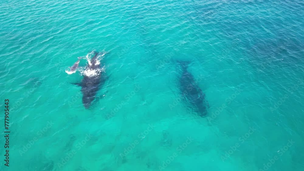 Three Whals 3 whales cruising along the indian ocean. Aerial video of humpback ...