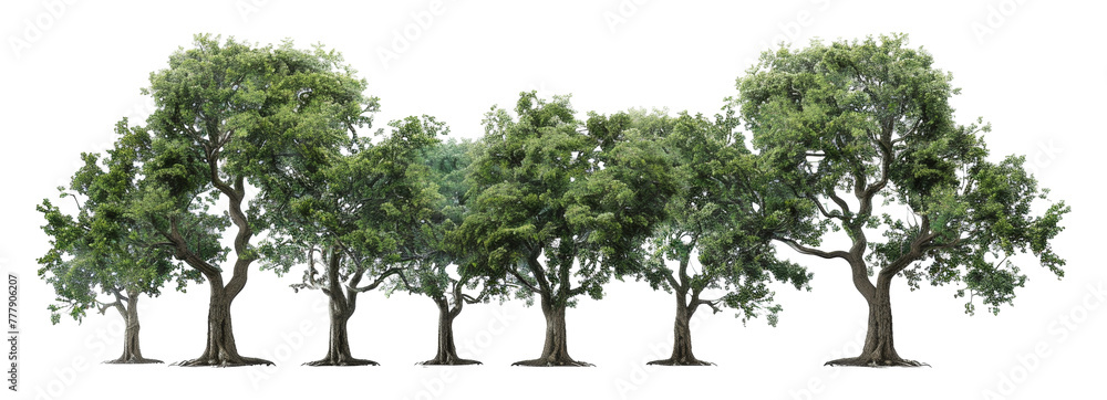 A row of trees are lined up in a row, with the tallest tree in the middle, cut out - stock png. - obrazy, fototapety, plakaty 