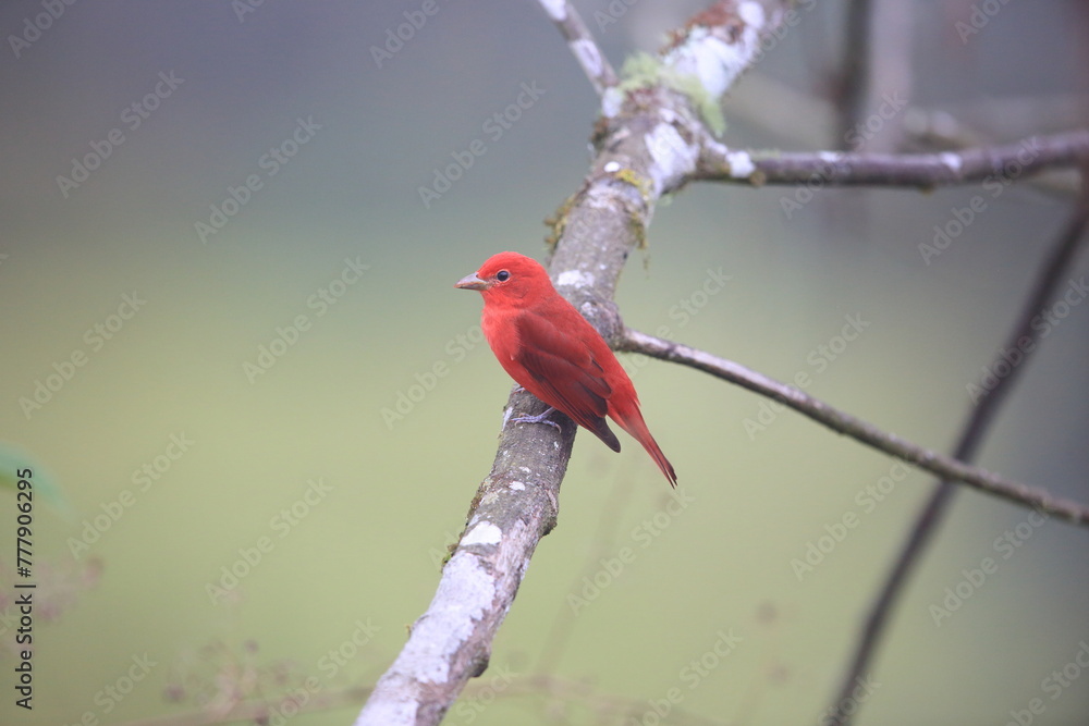 Fototapeta premium The summer tanager (Piranga rubra rubra) is a medium-sized American songbird. Formerly placed in the tanager family (Thraupidae). This photo was taken in Ecuador.