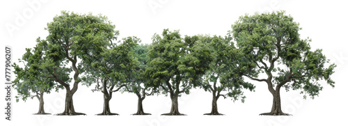 A row of trees are lined up in a row, with the tallest tree in the middle, cut out - stock png. photo