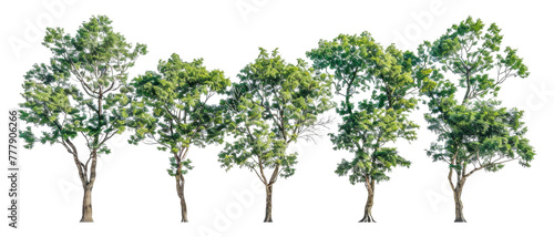 A row of five trees are lined  cut out - stock png.