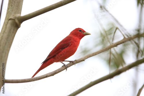 The summer tanager (Piranga rubra rubra) is a medium-sized American songbird. Formerly placed in the tanager family (Thraupidae). This photo was taken in Ecuador. photo
