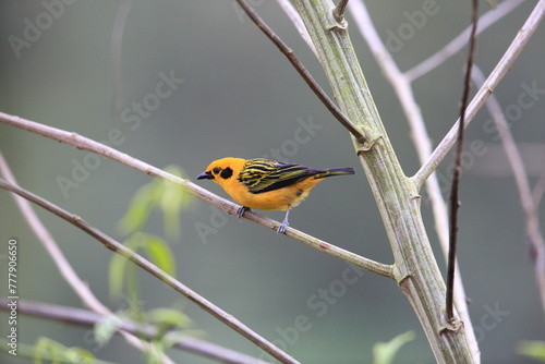 The golden tanager (Tangara arthus aequatorialis) is a species of bird in the family Thraupidae. It is widespread and often common in highland forests of the Andes.  This photo was taken in Ecuador. photo