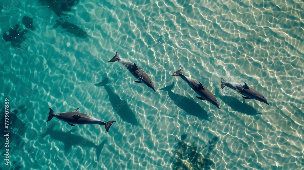 Naklejka premium Aerial view of dolphins leaping playfully in crystal-clear water