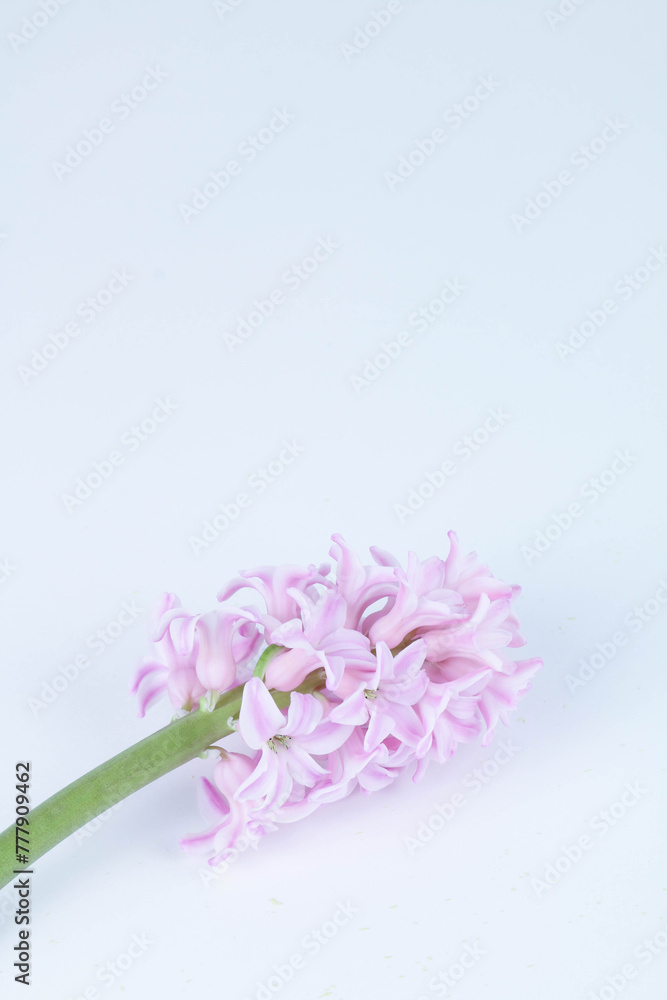 pink hyacinth flower