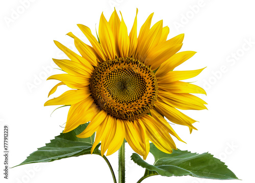 A large yellow sunflower with a green stem and leaves  cut out - stock png.